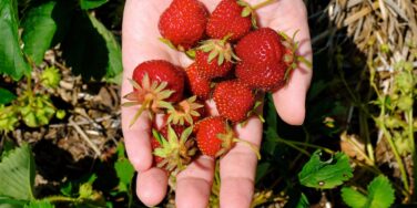 Evolutionary ADHD Strengths