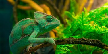 Stealth Dyslexia: The Hidden Struggle Behind Brilliant Minds