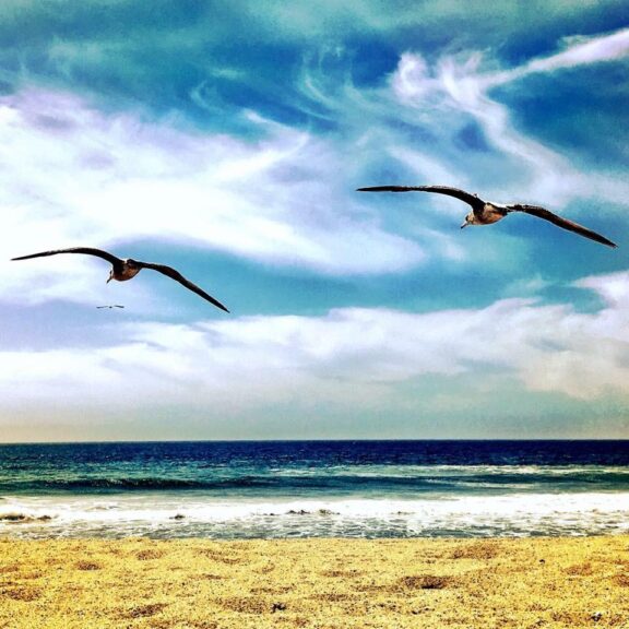 Wings