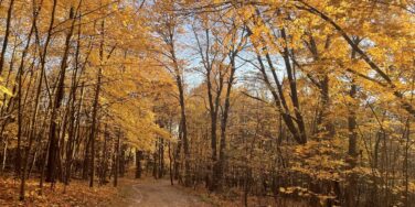 Dyslexia Resource: Decoding Dyslexia Minnesota