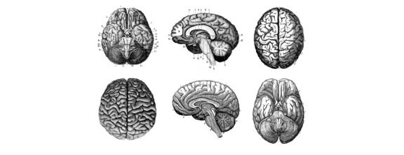 Six grayscale anatomical illustrations of the brain from multiple perspectives (top, side, and oblique views) with labeled parts.