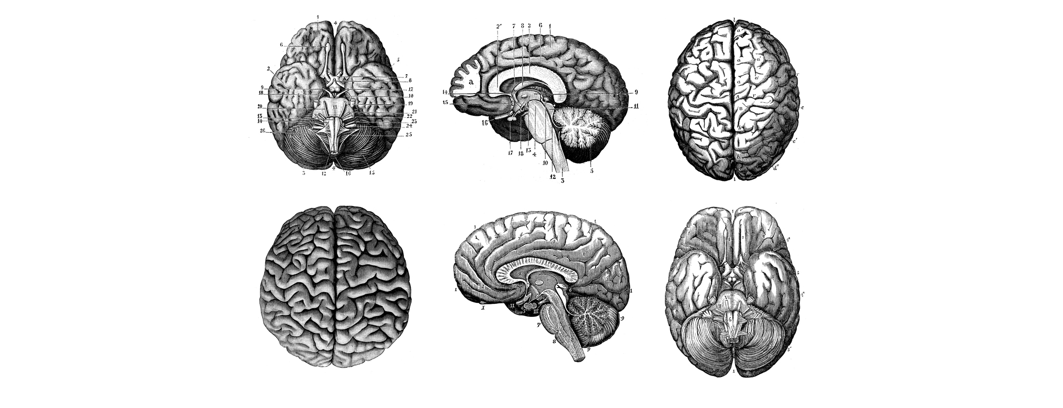 Six grayscale anatomical illustrations of the brain from multiple perspectives (top, side, and oblique views) with labeled parts.