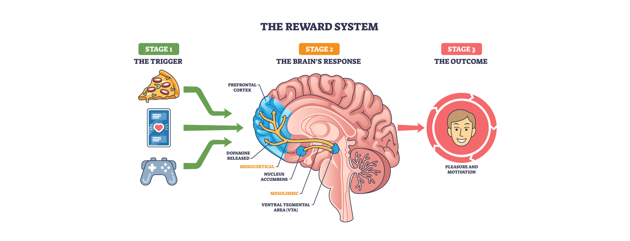 Diagram of the reward system: Stage 1 triggers (pizza, phone, game controller) activate brain pathways, leading to Stage 3 pleasure and motivation on the right.